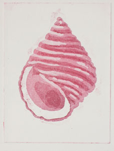 Pink Shell